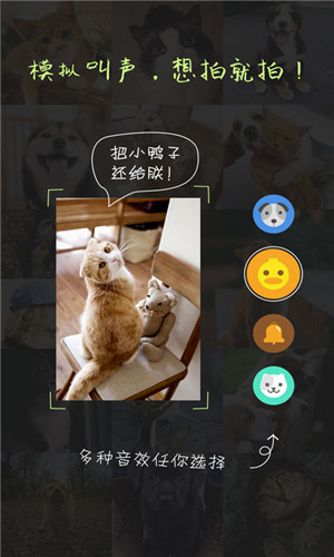 萌宠相机安卓版截图2